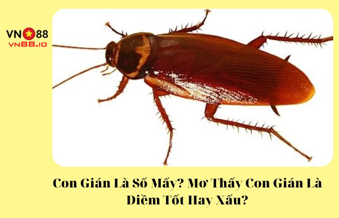 Con gián là số mấy