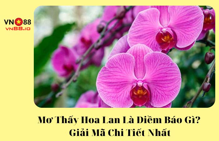 mơ thấy hoa lan