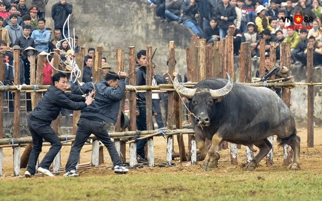 Hình ảnh của những con trâu mang đến sự may mắn và thịnh vượng