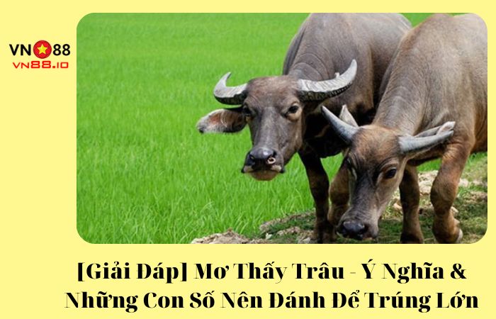 mơ thấy trâu