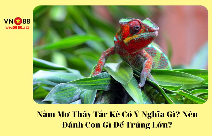 Nằm mơ thấy tắc kè