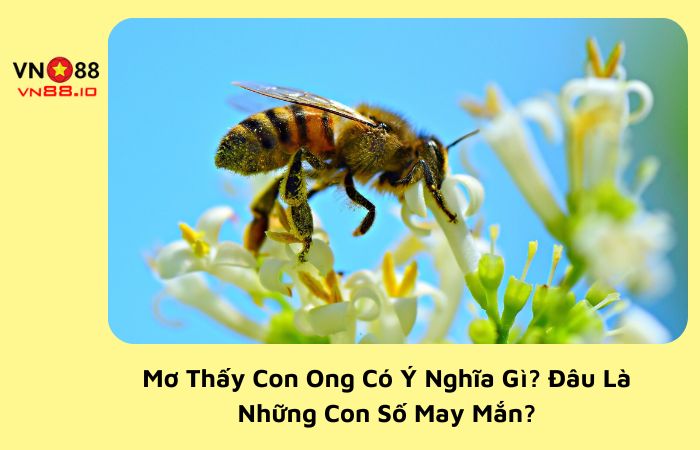 mơ thấy con ong